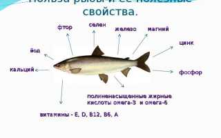 Рыба для детей: какие сорта полезнее для здоровья