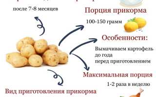 Вводим прикорм картофелем в детский рацион для здоровья и развития