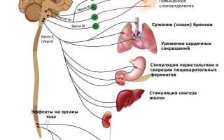 Ваготония – что это такое?