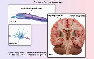 Белое и серое вещество головного мозга (стр. 4 из 5)