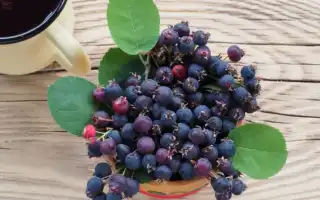 Ирга для ребенка — необычная ягодка на детском столе для здоровья