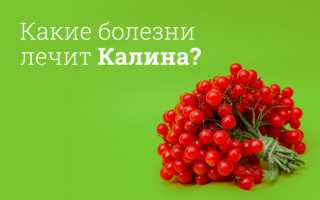 Как действует калина при грудном вскармливании? Полезные советы и рекомендации