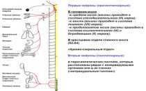 Проводниковая и рефлекторная функция спинного мозга