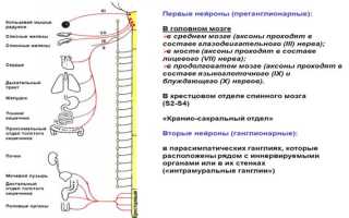 Проводниковая и рефлекторная функция спинного мозга