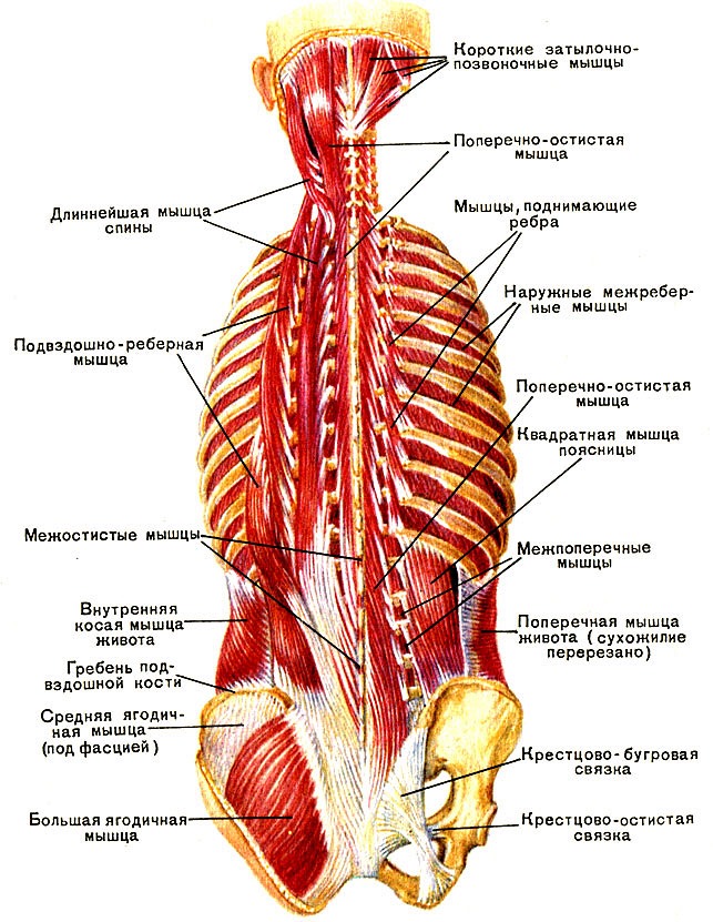 Гимнастика при грыже Шморля основывается на укреплении мышц спины, что позволяет устранить нагрузку на позвонки и диски