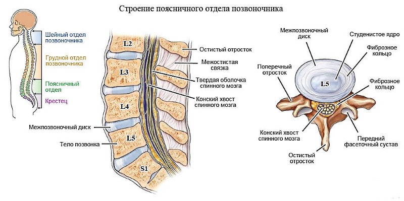 Чаще всего в поясничном отделе грыжа развивается на уровне позвонков L4-L5 и L5-S1