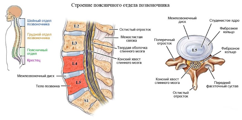 В поясничном отделе протрузии и грыжи возникают чаще всего из-за большой нагрузки на позвонки и диски