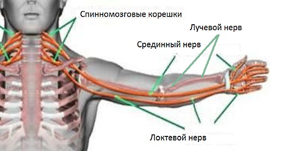 Боль при шейном радикулите распространяется на центральный и плечевой нерв