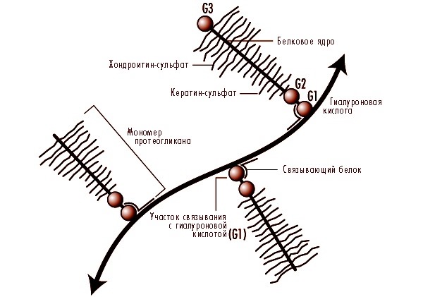 Диск состоит из коллагена и гиалуроновой кислоты