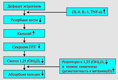 Снижение женских гормонов напрямую способствуют изменению структуры костной ткани