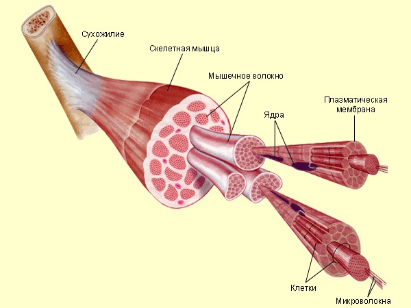 Мышечные спазмы классифицируются относительно длительности возникновения