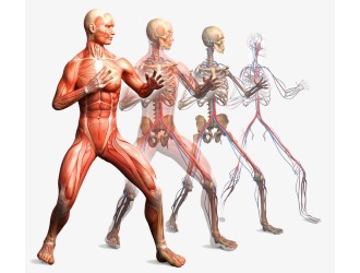 Раствор, таблетки и свечи Диклак назначают при заболеваниях опорно-двигательного аппарата