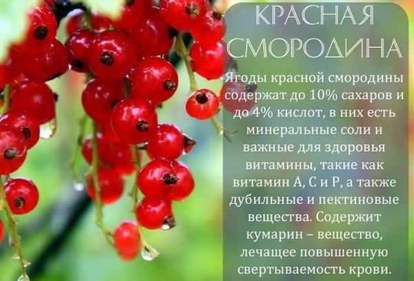 Красная смородина