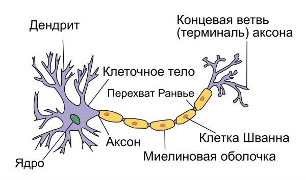 Невринома развивается из клеток Шванна