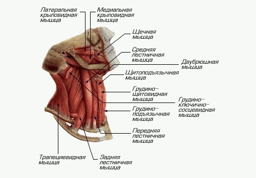 Обратите внимание как размещены средние мышцы шеи