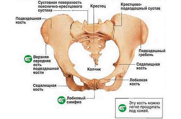 Крестец играет важную роль в перемещении человека