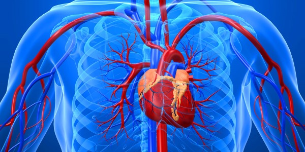 Массаж улучшает кровоток в сосудистой системе