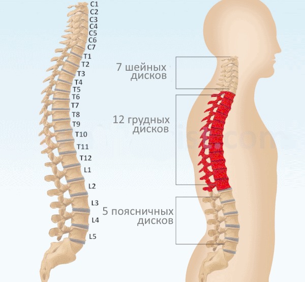 Основная функция грудного отдела позвоночника - прикрепление к позвонкам ребер