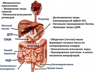 Нарушения со стороны ЖКТ и печени являются противопоказаниями к приему Налгезина