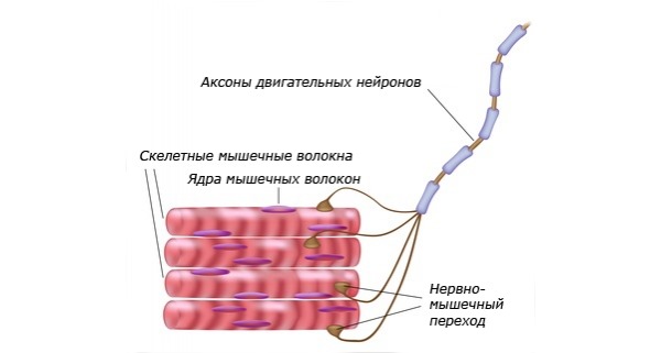 Миорелаксанты блокируют идущие к мышцам импульсы