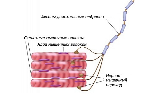 Активное вещество препарата Диспорт помогает заблокировать нервный импульс поступающий в мышцу