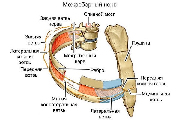 Назначают препарат на основе парацетамола и аспирина при невралгиях