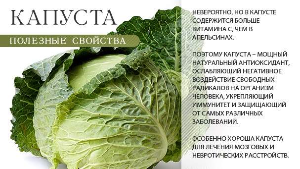 Польза капусты