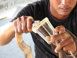 Так как в составе мази содержится змеиный яд, следует ознакомиться со списком противопоказаний