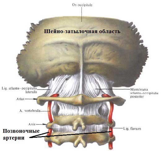 шейно затылочная область