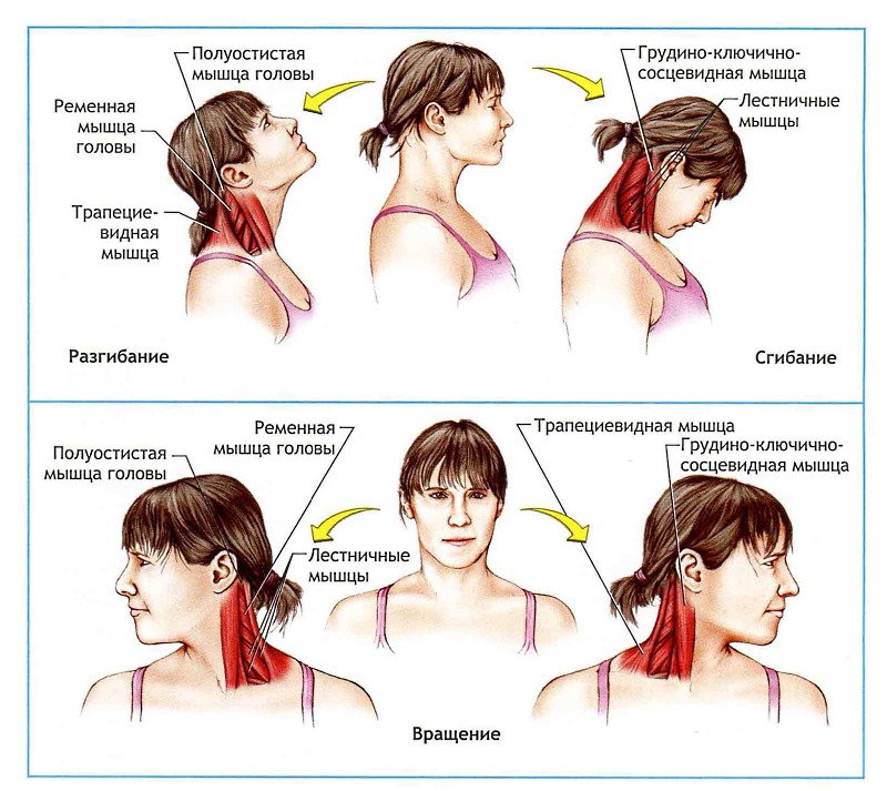 Обратите внимание на список упражнений для шеи