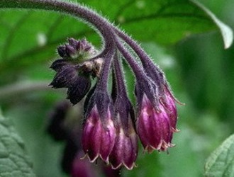 Перед применение мази Живокост необходимо провести тест на аллергию