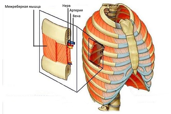 Обратите внимание, что межреберная невралгия может возникать при обычном спазме межреберных мышц