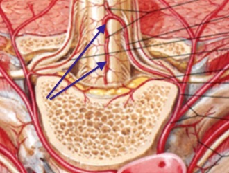 Физиотерапия улучшает кровообращение и метаболизм тканей спины