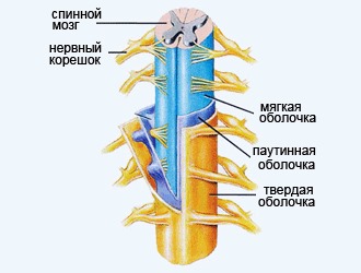 Как следствие при протрузии могут защемляться нервные корешки позвоночника