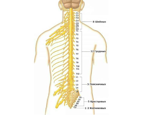 Цитрамон Ультра назначают для устранения боли при невралгии спины
