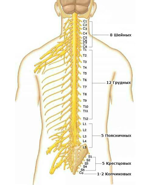 Так как шваннома давит на структуры позвоночника, то возникает корешковый синдром