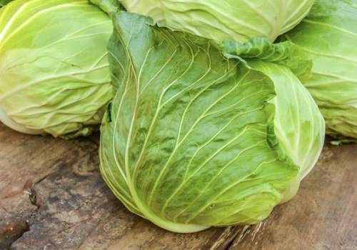 Белокочанная капуста