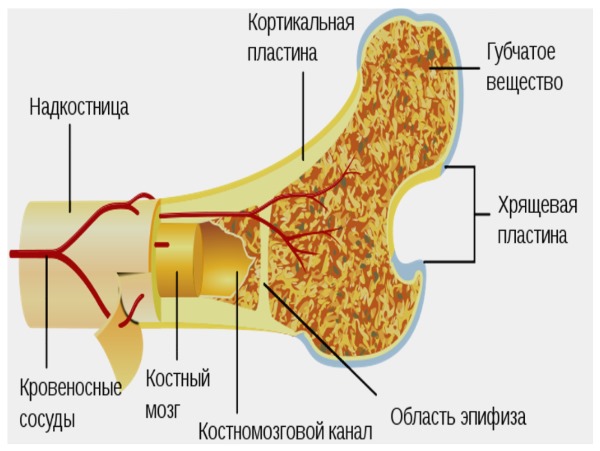 Назначают Золерикс при нарушениях метаболизма в костях