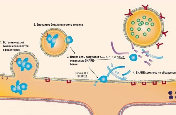 Ксеомин подавляет активность нейромедиаторов