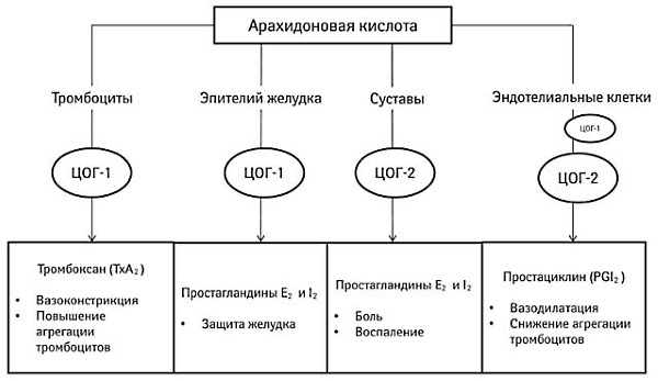 Активное вещество нимесулид является селективным ингибитором ЦОГ-2