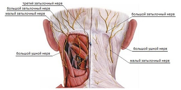 При невралгических заболеваниях Фаспик помогает устранить боль