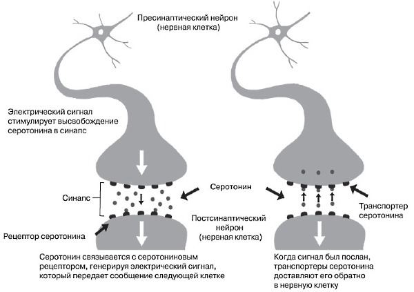 Повышенное количество серотонина может способствовать ослаблению костной ткани
