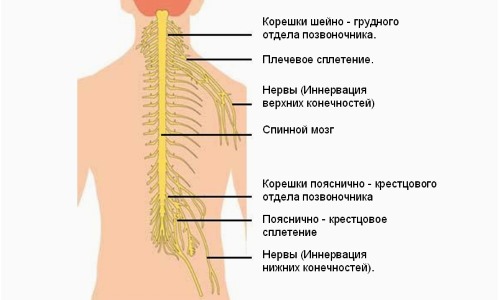 Экседрин помогает устранить боль при невралгии различного характера