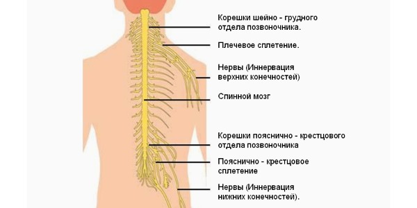 Используют скипидарную мазь при различных видах невралгии, в том числе и спины