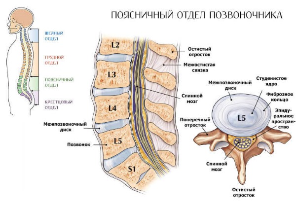 Поясничный отдел испытывает наибольшую нагрузку