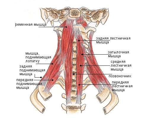 Строение глубоких мышц шеи