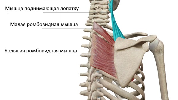 Слой отвечающий за движение лопаткой