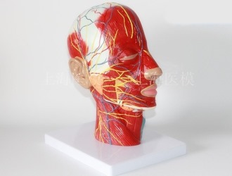 Лечить шейный остеохондроз сложно, так как данный отдел наиболее подвижный и напряженный