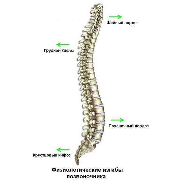Существует термин физиологический кифоз - нормальный изгиб позвоночника