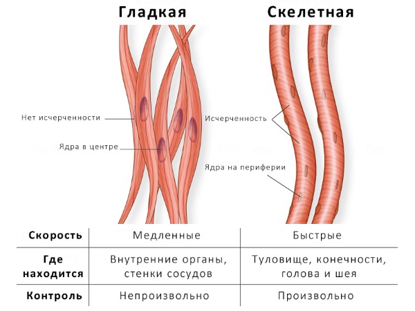 Токи Бернара воздействуют на гладкую и скелетную мышечную ткань